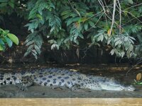 saltwater crocodile leistenkrokodil.jpeg