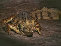 caiman Crocodilus Fuscus white cayman krokodilkaiman-01.jpeg