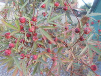 DSCN6354.JPG DSCN6354.JPG