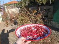 DSCN6516.JPG DSCN6516.JPG