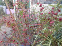 DSCN6353.JPG DSCN6353.JPG