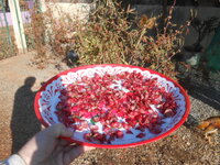 DSCN6517.JPG DSCN6517.JPG