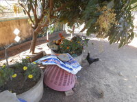 DSCN6411.JPG DSCN6411.JPG