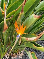 Blume.jpg