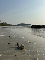 IMG_7855.jpeg IMG_7855.jpeg