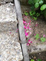 IMG_20200705_153201.jpg