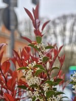 IMG_20260403_185123.jpg