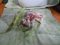 DSCN6528.JPG DSCN6528.JPG