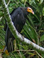 yellow headed vulture-01.jpeg