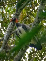 king vulture.jpeg