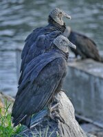 black vulture.jpeg