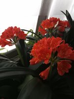 IMG_20260313_103134_470.jpg