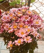 DSCN0364~3.JPG