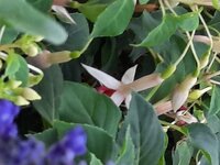 2024 Pattaya 044.jpg