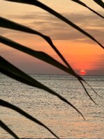 IMG_2344.jpeg