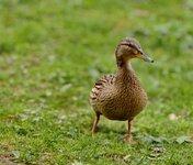 IMG_20260426_173121.jpg