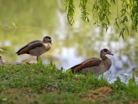 IMG_20260426_172921.jpg