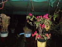 DSCN8273.JPG
