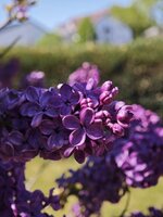 IMG_20260501_142019.jpg