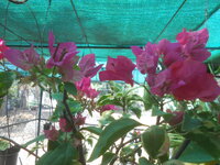 DSCN8298.JPG