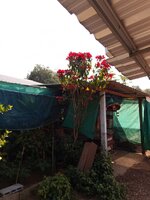 IMG_20260117_104726_654.jpg