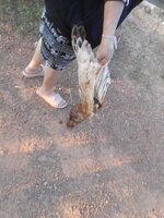 DSCN7274~2.JPG