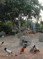 DSCN7155~2.JPG