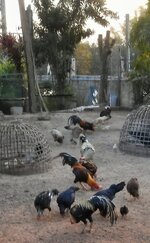 DSCN7155~4.JPG