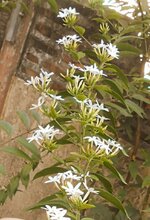 DSCN7238~3.JPG