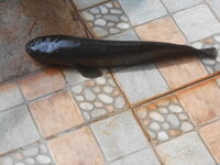 DSCN7404.JPG