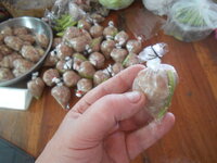 DSCN7423.JPG