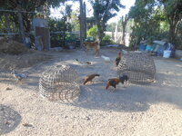 DSCN7454.JPG
