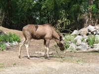 Duitsland-Gelsenkirchen ''Zoom Erlebniswelt-Eland'' (1).JPG