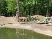 Duitsland-Gelsenkirchen ''Zoom Erlebniswelt-Eland'' (2).JPG