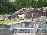 Duitsland-Gelsenkirchen ''Zoom Erlebniswelt-IJsbeer'' (1).JPG