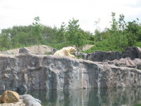Duitsland-Gelsenkirchen ''Zoom Erlebniswelt-IJsbeer'' (2).JPG