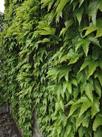 IMG_20260512_184415.jpg