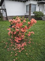 IMG_20260512_185310.jpg