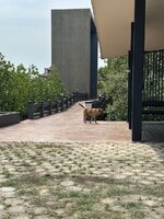 IMG_8521.jpeg
