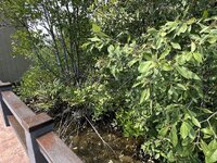 IMG_8515.jpeg