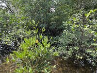IMG_8520.jpeg