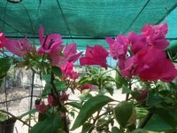 DSCN8298~3.JPG