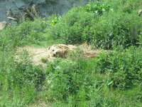 Duitsland-Gelsenkirchen ''Zoom Erlebniswelt-Kodiakbeer'' (1).JPG