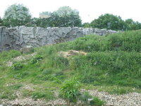Duitsland-Gelsenkirchen ''Zoom Erlebniswelt-Kodiakbeer'' (3).JPG