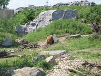 Duitsland-Gelsenkirchen ''Zoom Erlebniswelt-Kodiakbeer'' (5).JPG