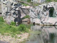 Duitsland-Gelsenkirchen ''Zoom Erlebniswelt-Kodiakbeer'' (6).JPG