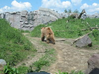 Duitsland-Gelsenkirchen ''Zoom Erlebniswelt-Kodiakbeer'' (7).JPG