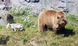 Duitsland-Gelsenkirchen ''Zoom Erlebniswelt-Kodiakbeer'' (8).jpg
