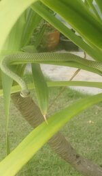 IMG_20260516_181637.jpg