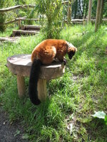 Duitsland-Gelsenkirchen ''Zoom Erlebniswelt-Madagaskar''.JPG